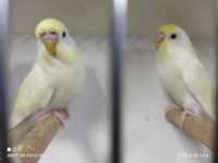 Волнистые попугаи белые кремовые желтолицые-птенцы.