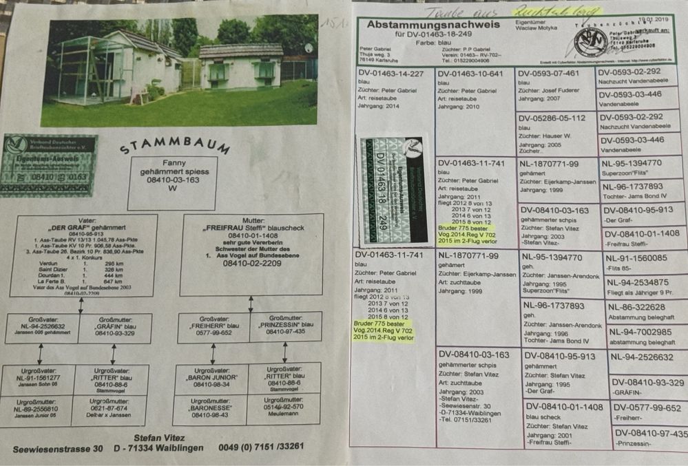 Gołębie 100 szt rodowody likwidacja hodowli