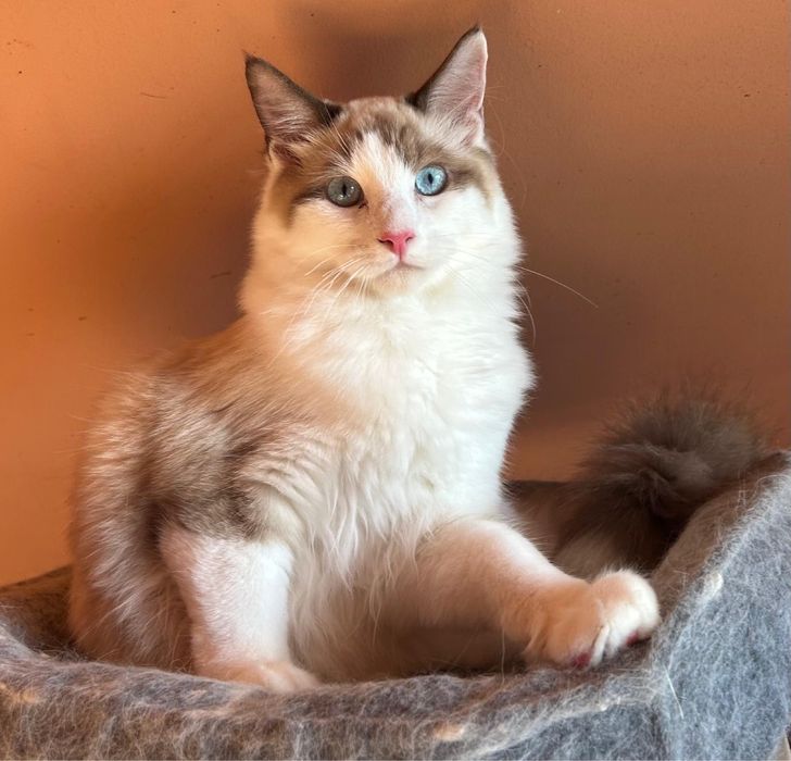 Ragdoll kot - prawa hodowlane - FIFe / FLP