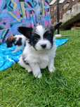 Papillon szczeniak piesek Spaniel kontynentalny miniaturowy - Caspar