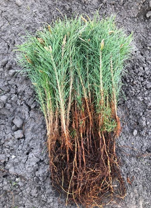 Сосна звичайна і Кримська –Саженцы/сеянцы сосны 10-60см.Доставка-є!