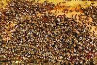 Бджоли (рої, рамки з бджолами)