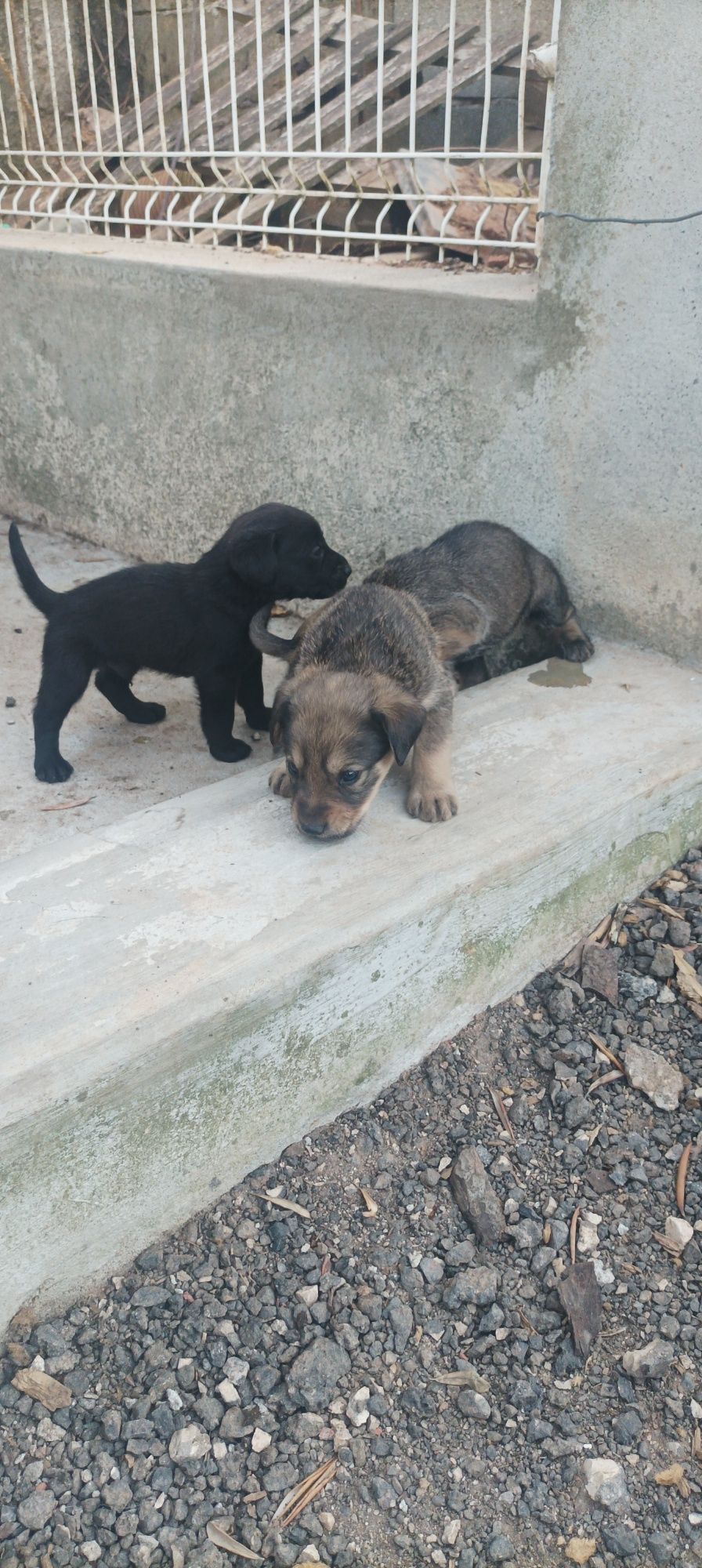 Doação cachorros