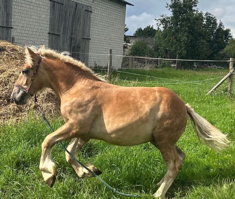 Ogierek zimnokrwisty