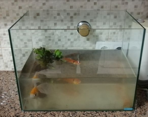 2 peixes água fria com 15 cms, com aquário