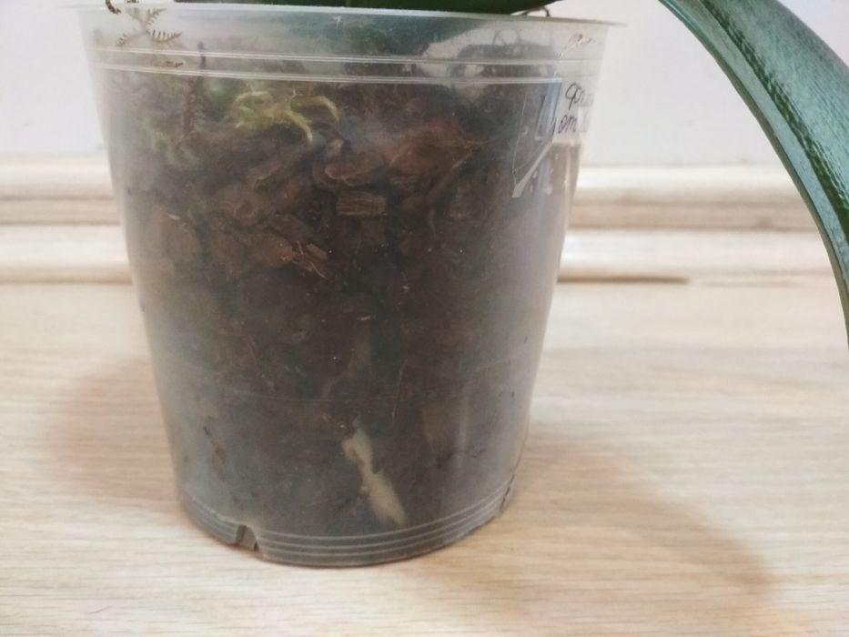 Орхидея фаленопсис бабулетка