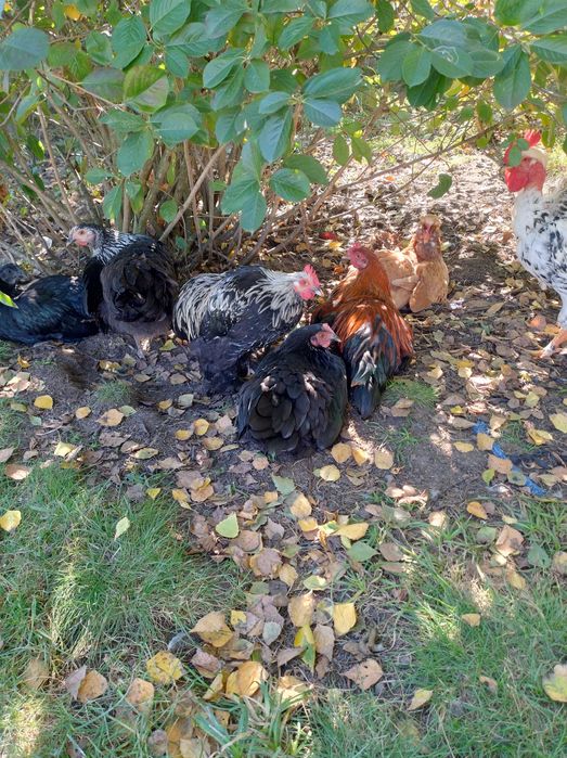 Kogutki młode różnych ras.
