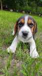 Wspaniała suczka Beagle - Zola!