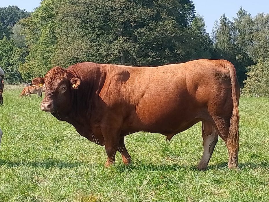 Sprzedam byka rozpłodnika