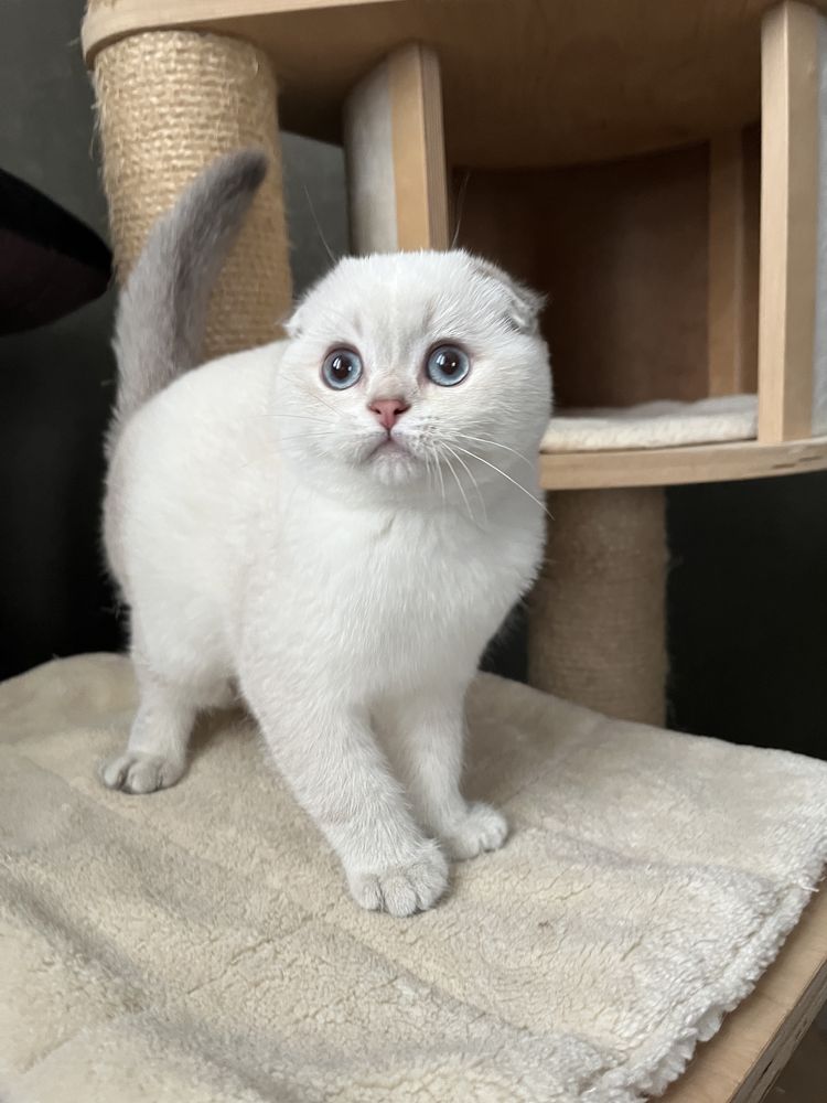 Scottish Fold WCF