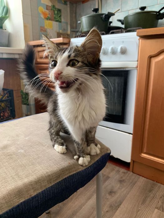 Котик в хороші руки