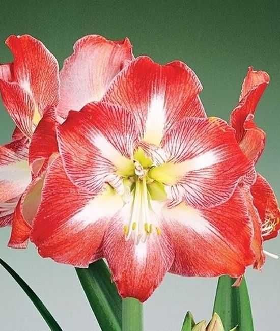 Amarylis zwartnica, hippeastrum Minerva 1 cebula 18 zł [ r. 22-24 cm ]