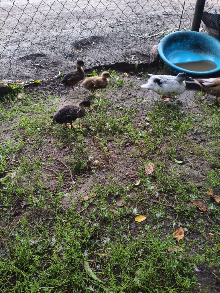 Sprzedam Call Duck kaczki