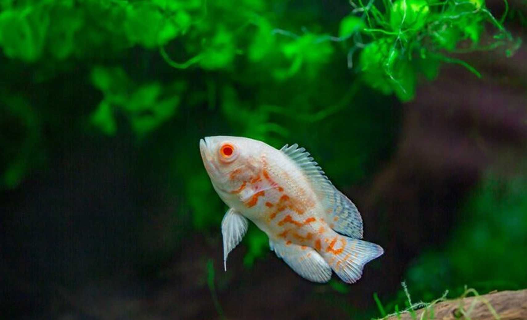 Pielęgnica pawiooka odmiana RED TIGER ALBINO - Astronotus - dowóz