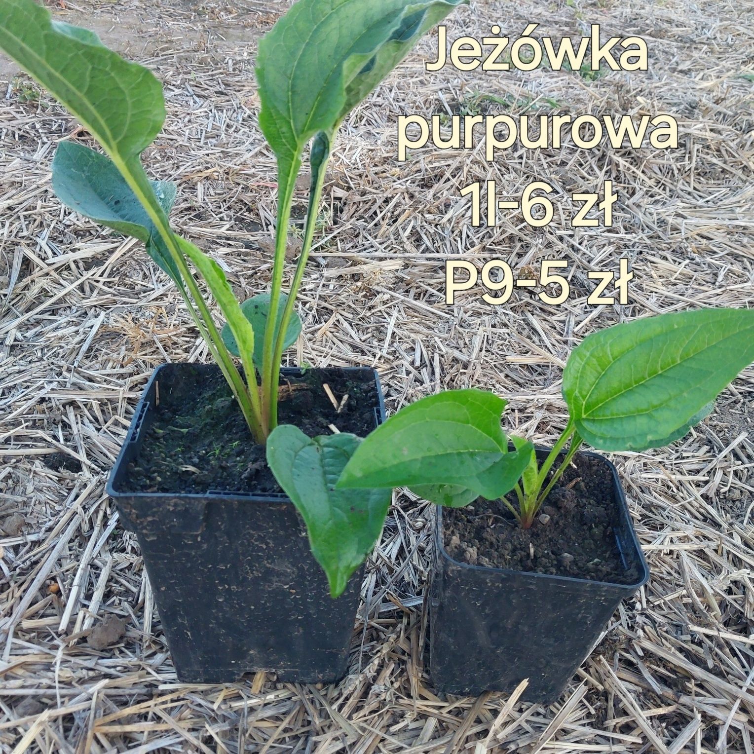 Jeżówka+kocimiętka po 5 sadzonek