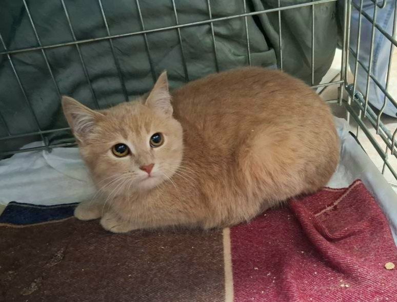 Персиковый рыжий котенок мальчик ищет дом! Котята в хорошие руки!