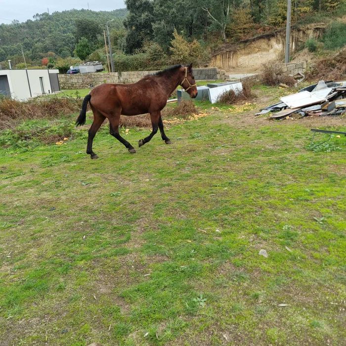 Cavalo montado para venda