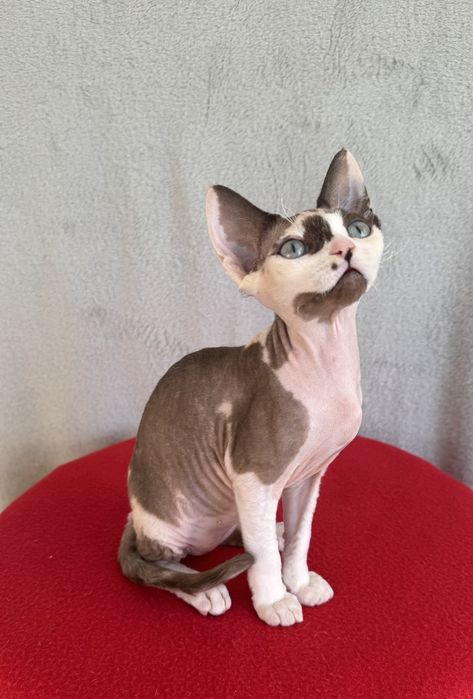 Девон рекс кішечка з блакитними очима!Готова до переїзду в нову родину