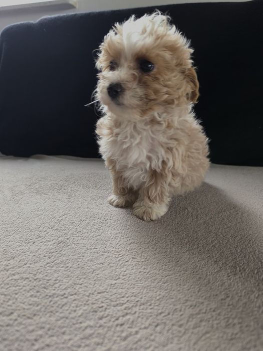 Maltipoo piesek szczeniak
