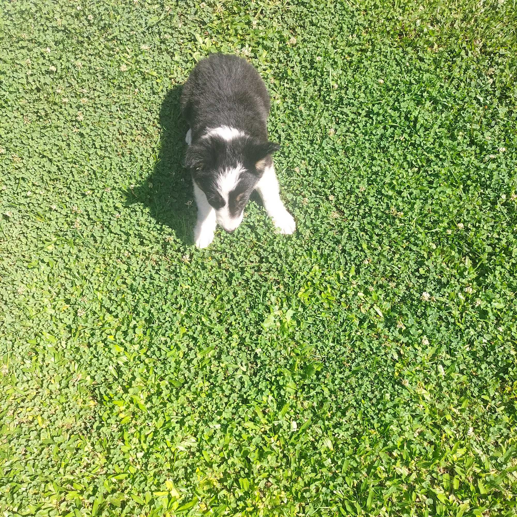 Border collie tricolor macho