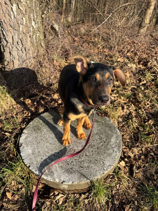 Cudowny szczeniak Mango szuka domku