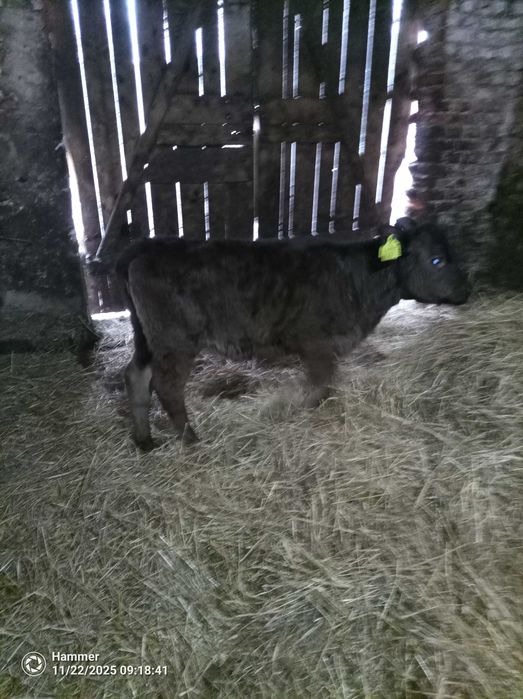 Sprzedam cielaki jałówki