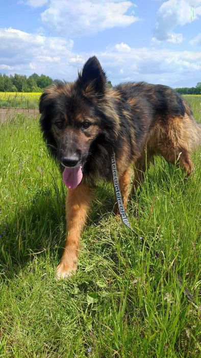 Piękny owczar King do świadomego domu