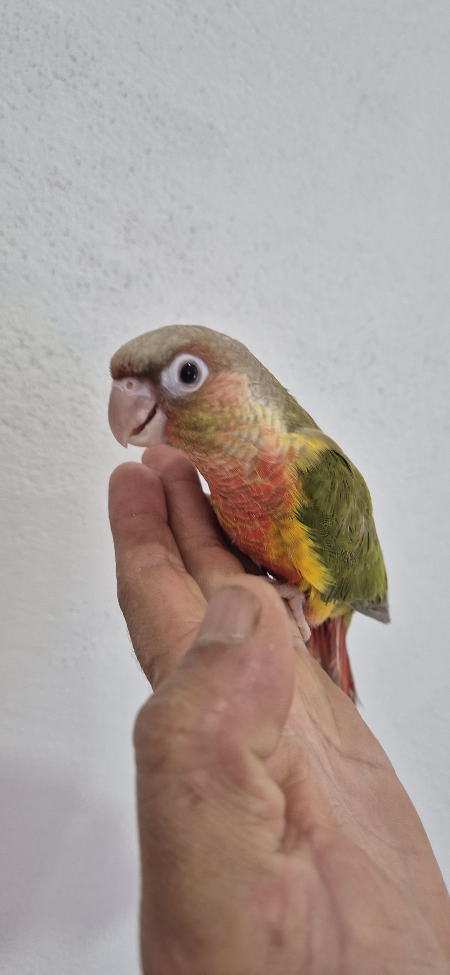 Pyrrhuras domesticadas