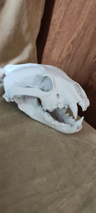 Czaszka rosomaka volverin wydruk 3d