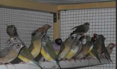 Pássaros exóticos/ Diamantes Gould