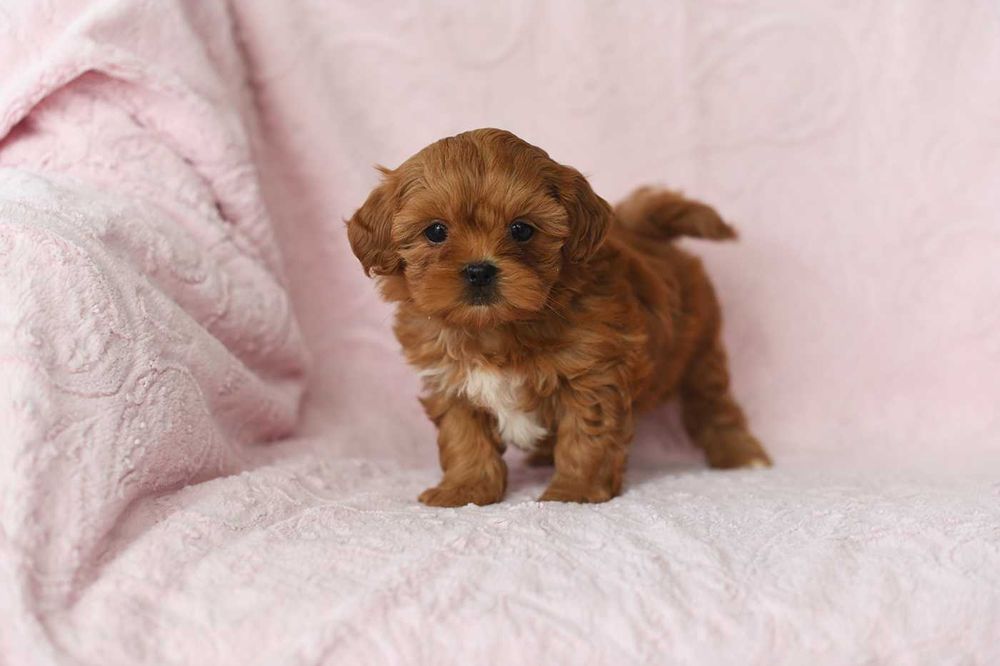 Maltipoo-cudowna suczka