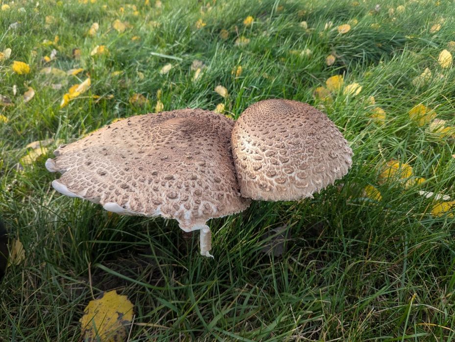 Czubajka kania kanie sowy sowa grzyby świeże