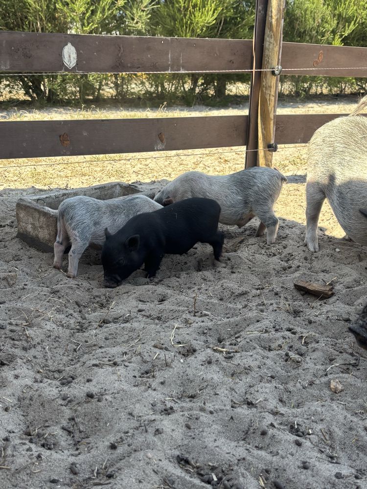 Mini Pig / Porco Anão
