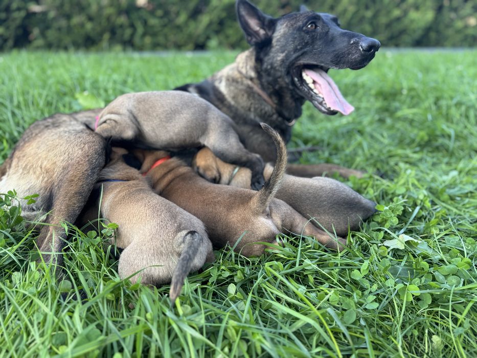 Szczeniak Suczka Owczarek Belgijski Malinois FCI