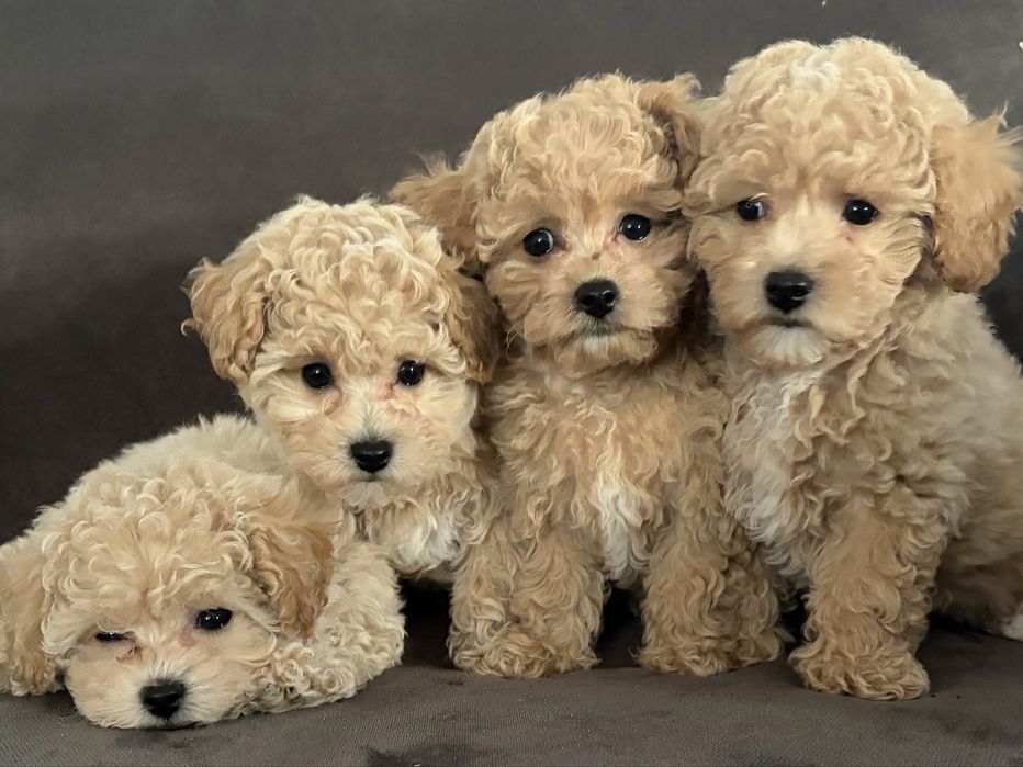 Bichpoo, Frispoo, , Pochoon, Maltipoo