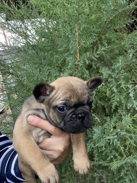 Цуценята французького бульдога