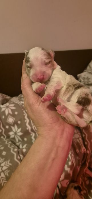 Border collie piesek red merle