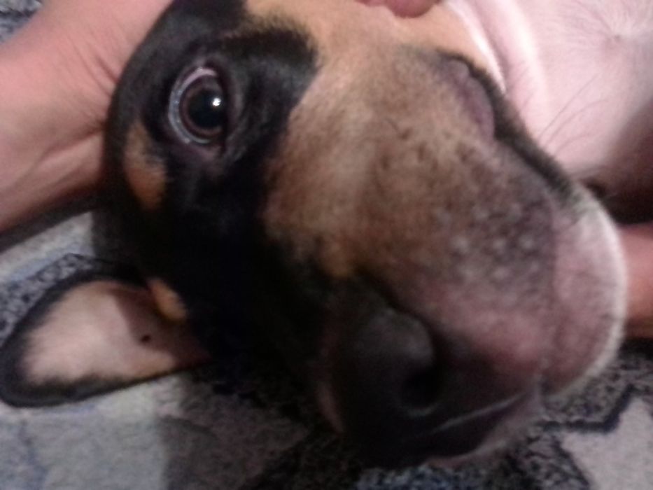 Продам щенка Ам Стафа 5 месяцев к выгулу приучин команды знает .