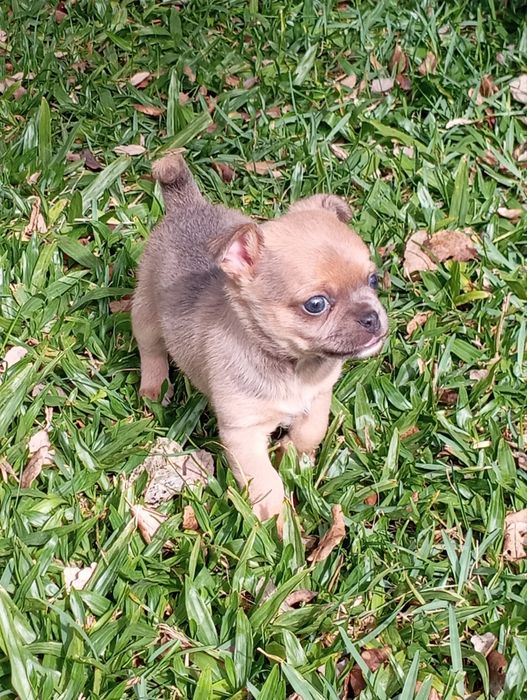 Macho chihuahua mini