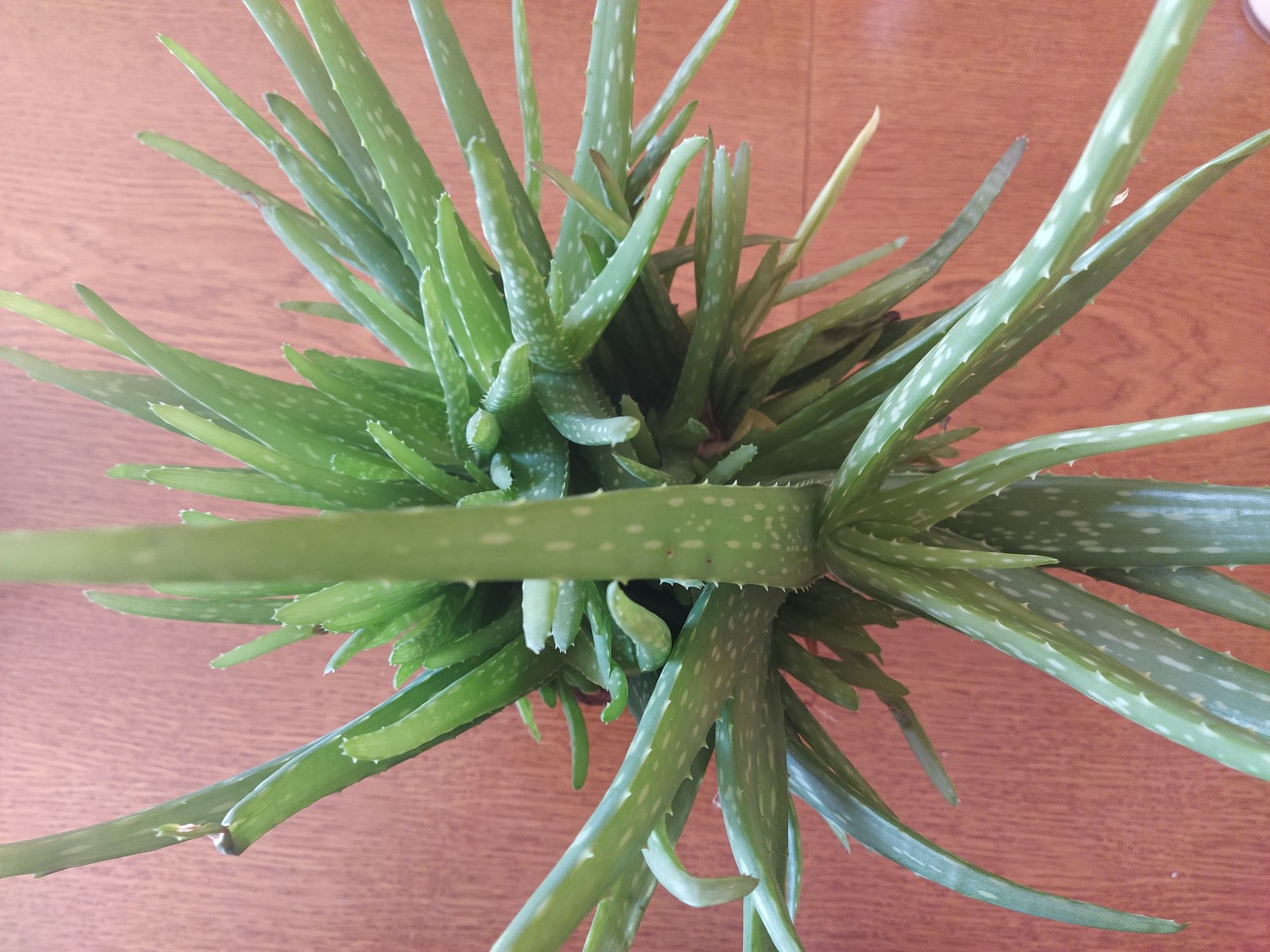 Aloes vera kwiat doniczkowy