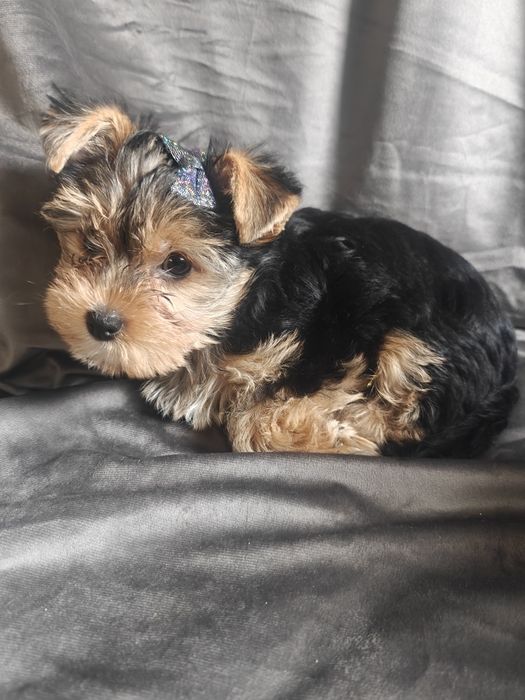 York suczka z rodowodem