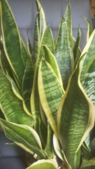 Duza  sansevieria