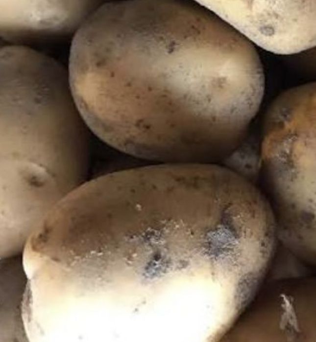Ziemniaki soraya