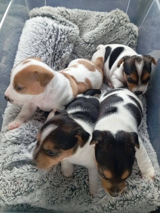 Jack Russell Terrier