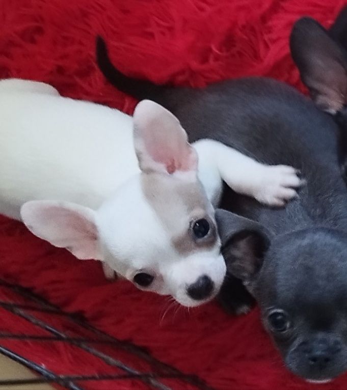 Chihuahua miniaturowa sunia