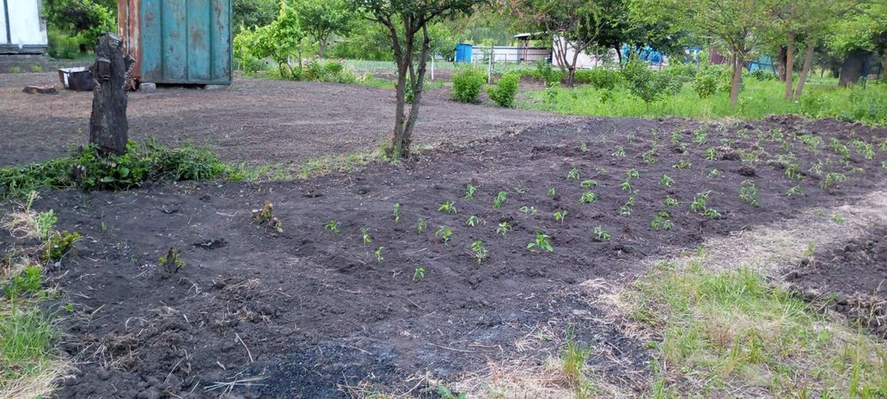 Продам дачну ділянку 6 сот