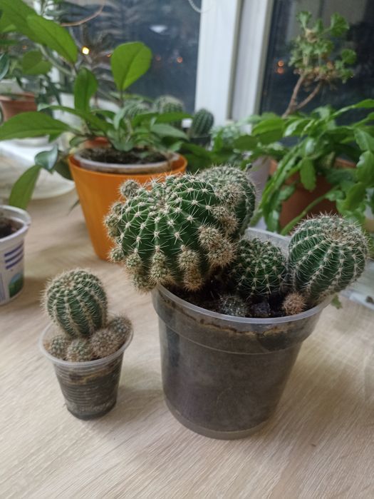 Продам або обміняю кактуси