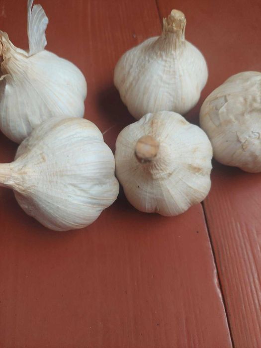 Продам часник домашній