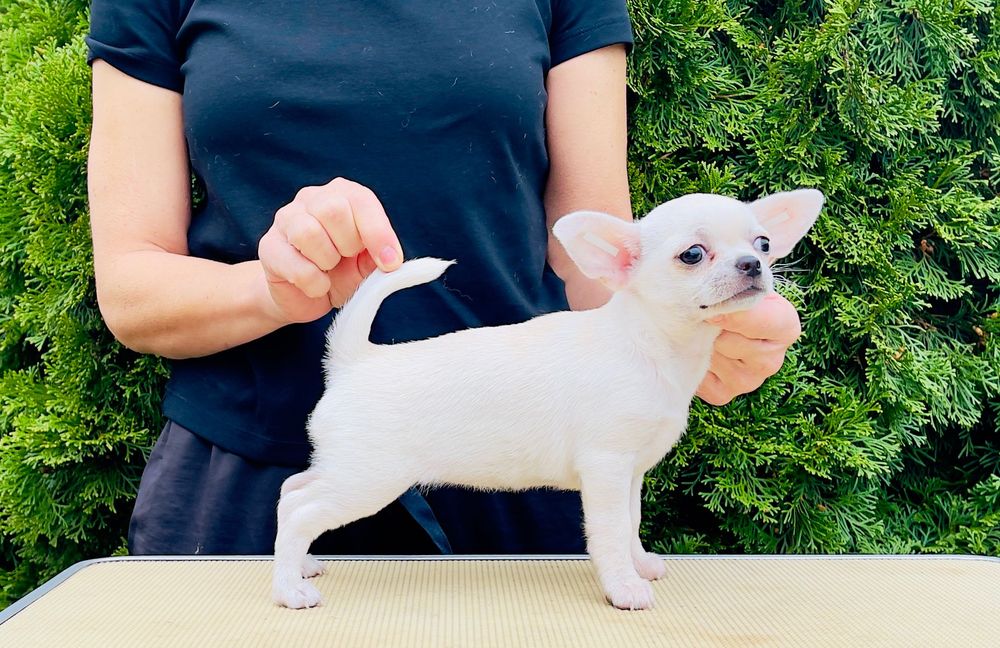 Chihuahua dziewczyna krótkowłosа FCI