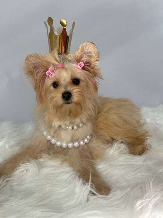 Помапу — Лише 3 дівчинки! Ідеальна можливість